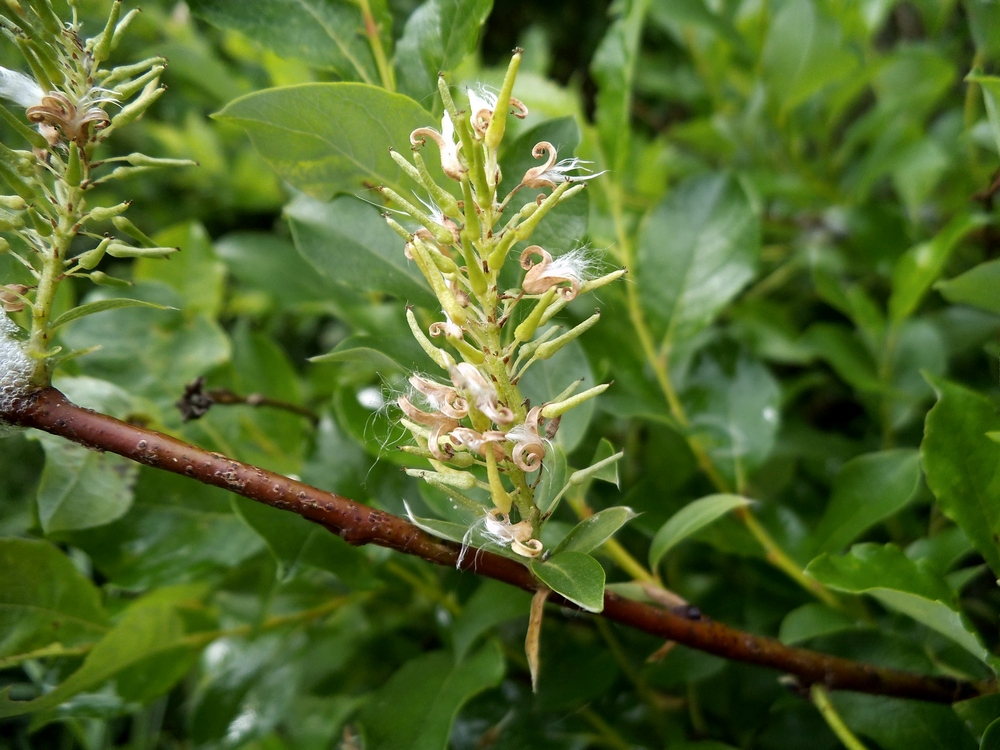 Изображение особи Salix starkeana.