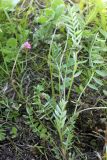 Oxytropis tschimganica