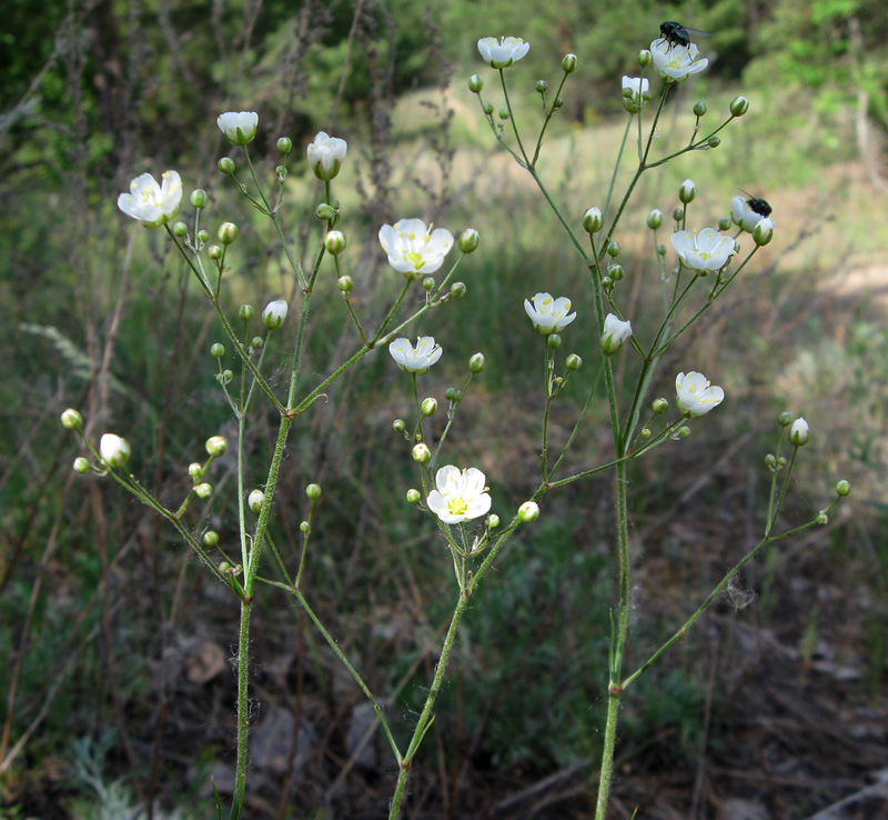 Image of Eremogone biebersteinii specimen.