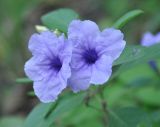 Ruellia tuberosa. Цветки. Таиланд, остров Тао. 27.06.2013.