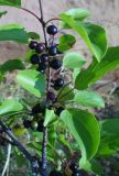 Rhamnus cathartica