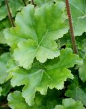 genus Heuchera