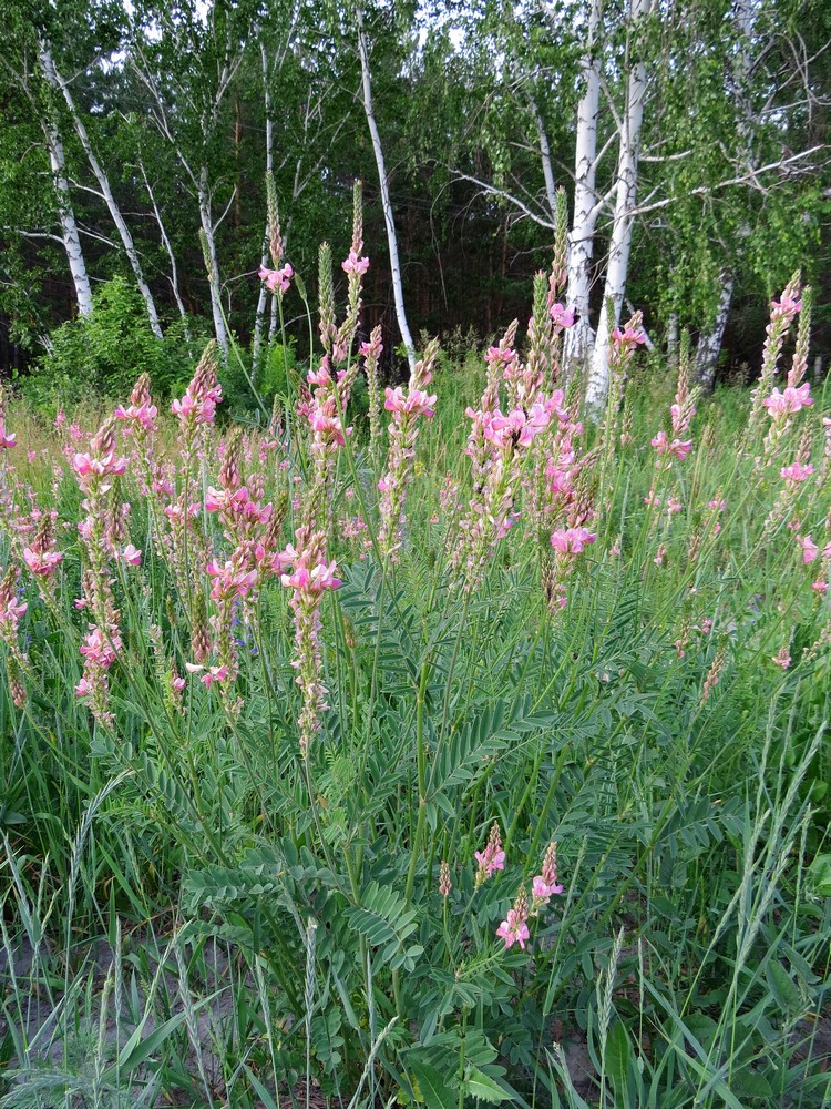 Изображение особи Onobrychis arenaria.