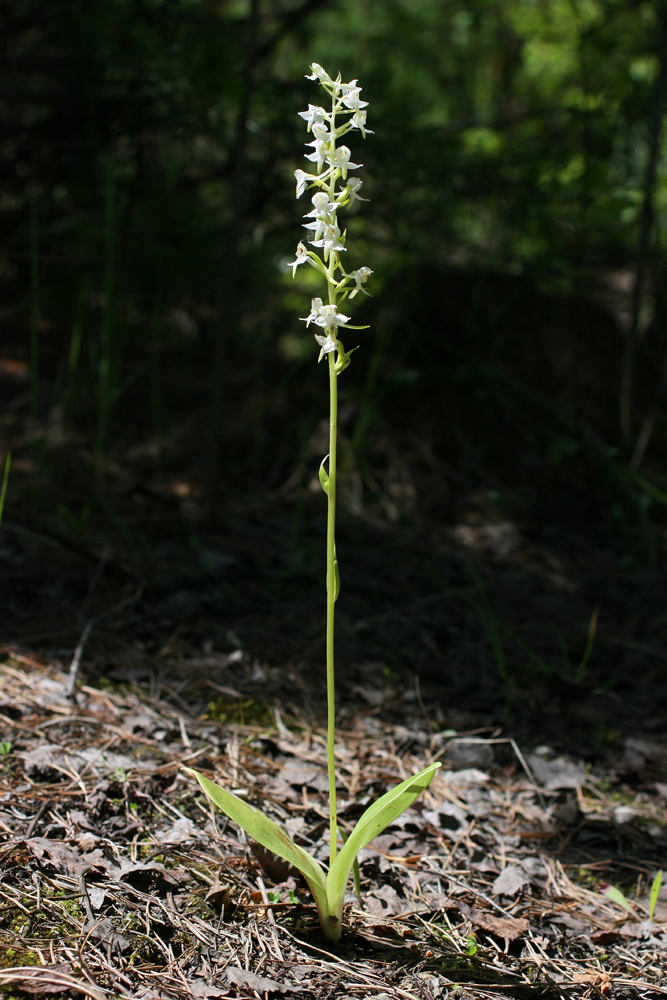 Изображение особи Platanthera chlorantha.