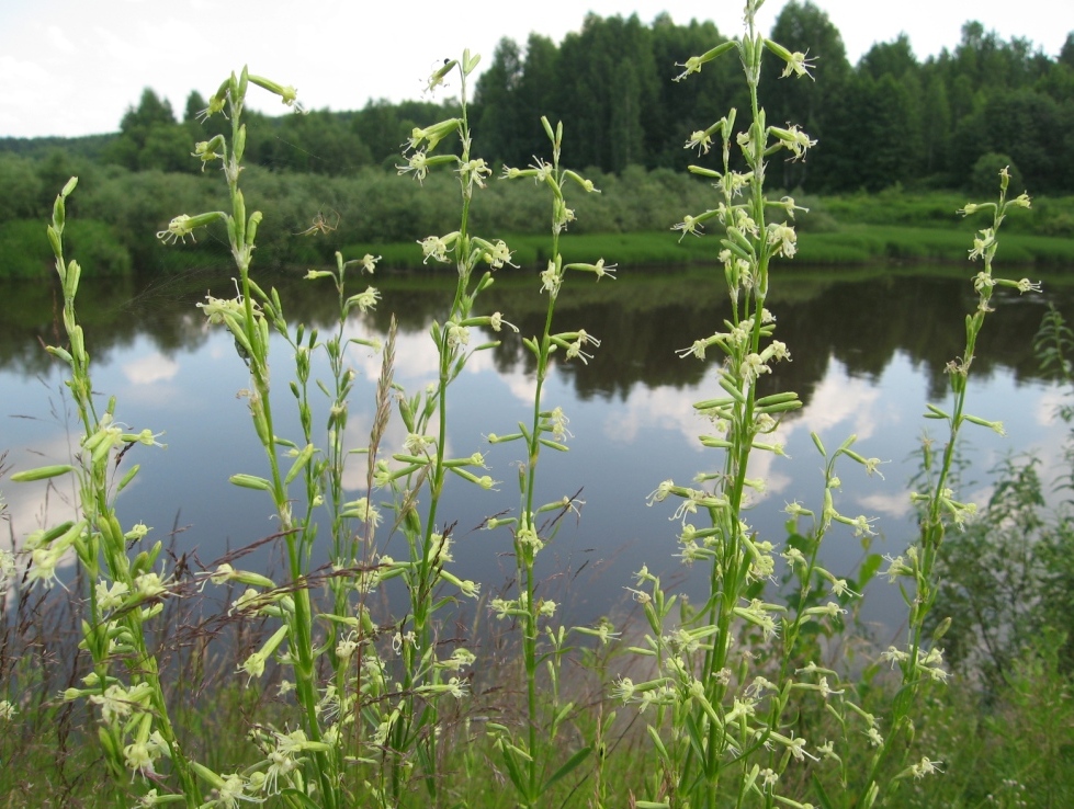 Изображение особи Silene tatarica.