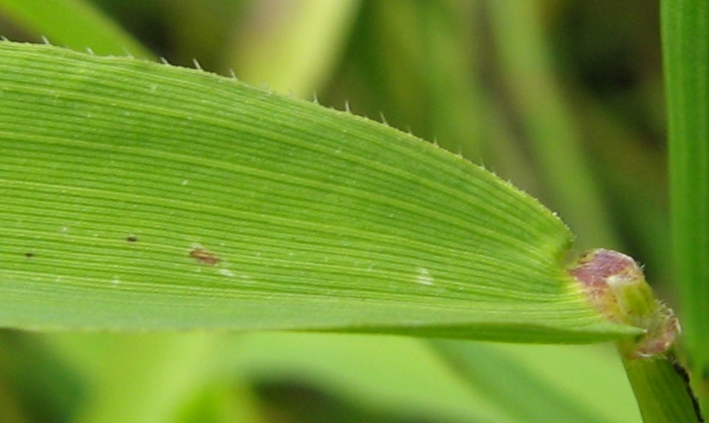 Изображение особи Leersia oryzoides.