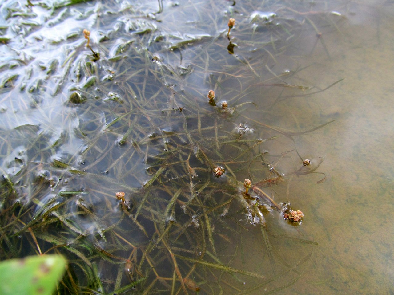 Image of Potamogeton berchtoldii specimen.