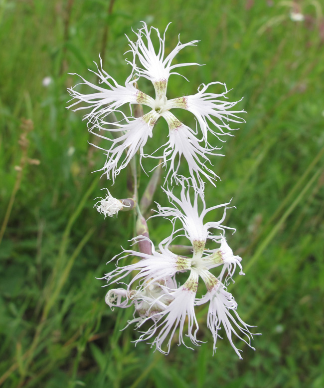 Изображение особи Dianthus superbus.