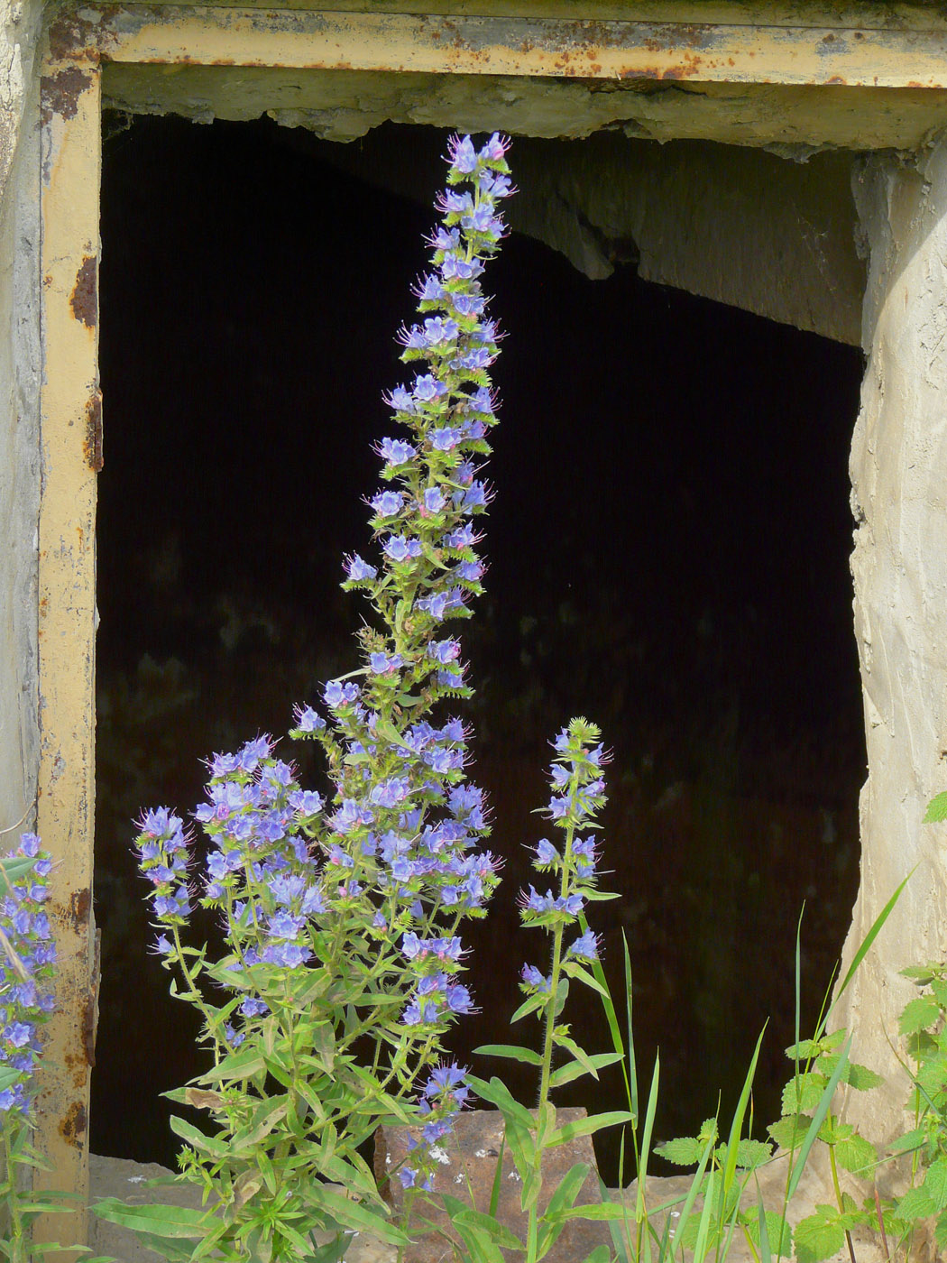 Image of Echium vulgare specimen.