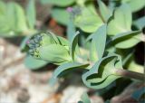 Mertensia maritima. Побег с бутонами. Карелия, Лоухский р-н, окр. пос. Чкаловский, берег Белого моря. 16.06.2013.