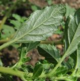 Amaranthus albus