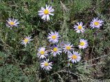 Aster serpentimontanus
