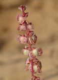 Rumex pictus