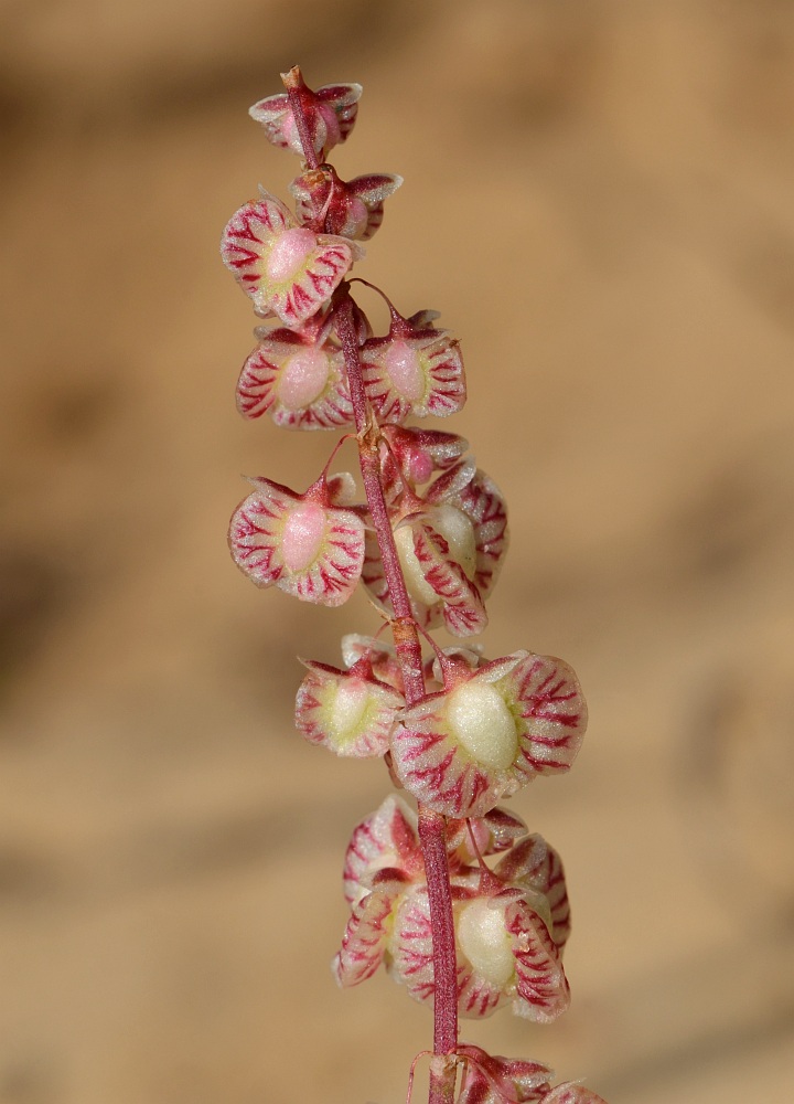 Image of Rumex pictus specimen.