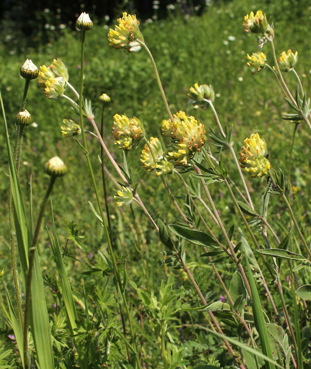 Изображение особи Anthyllis vulneraria.