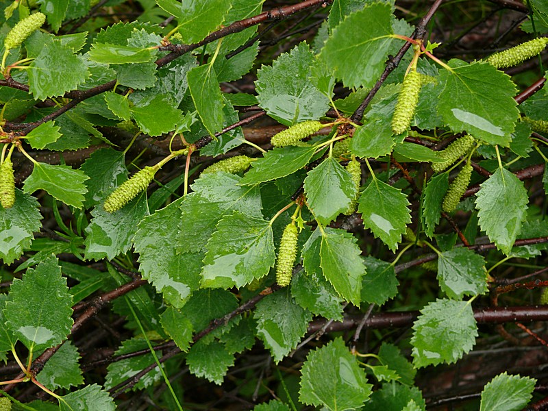 Изображение особи Betula czerepanovii.