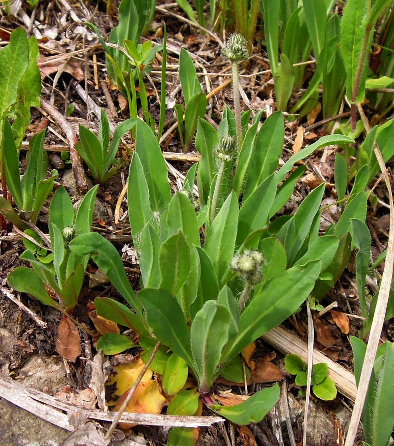 Image of Pilosella &times; floribunda specimen.