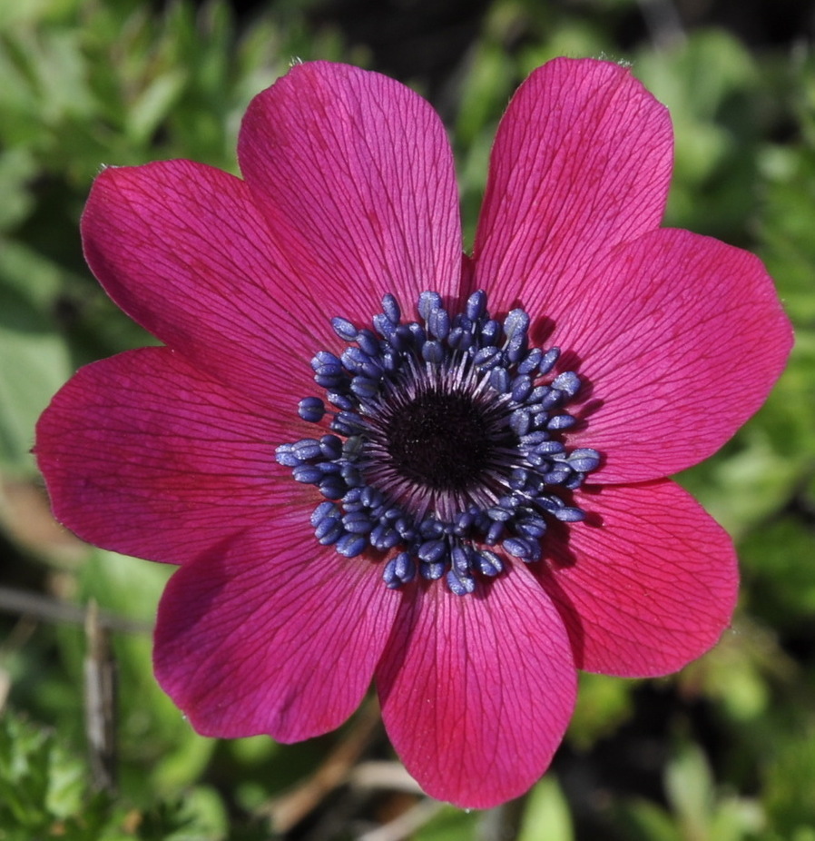 Изображение особи Anemone coronaria.