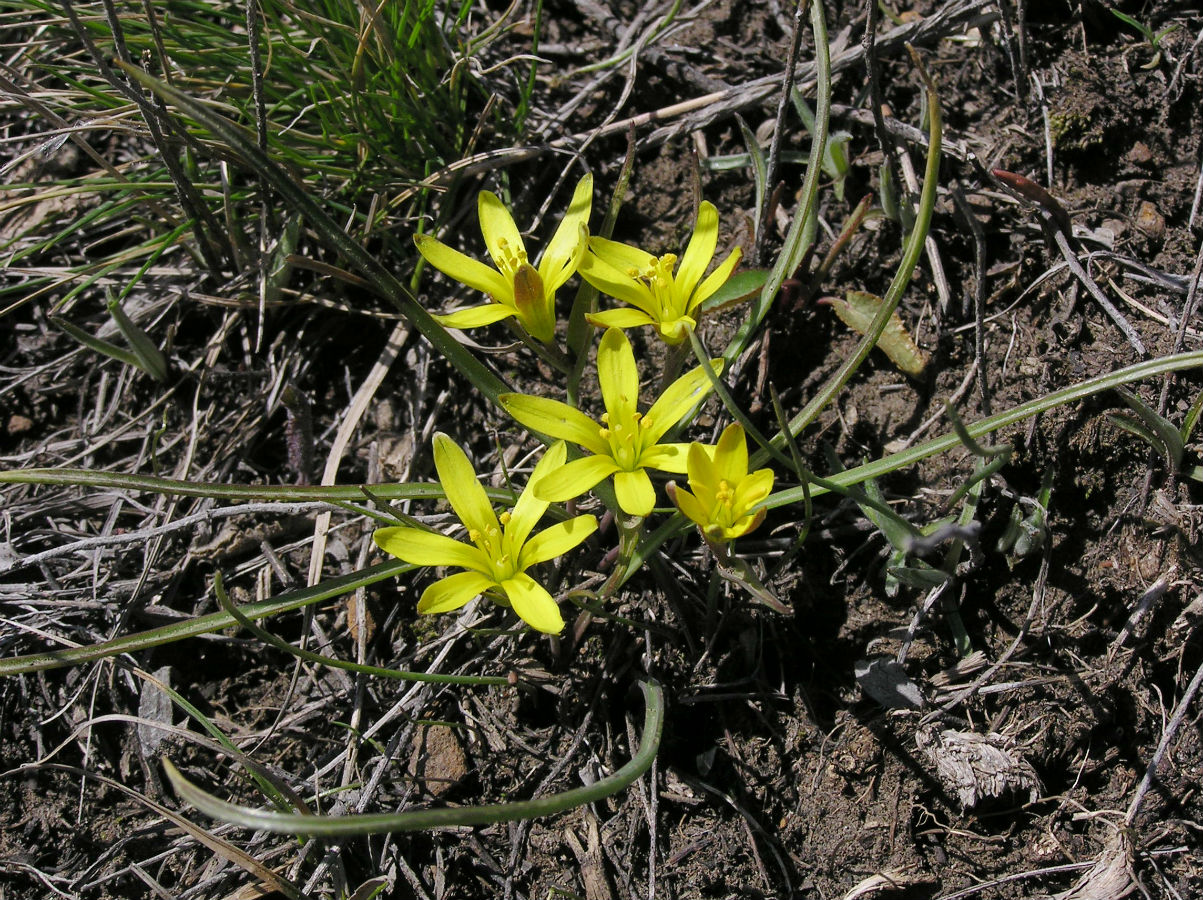 Image of Gagea pusilla specimen.