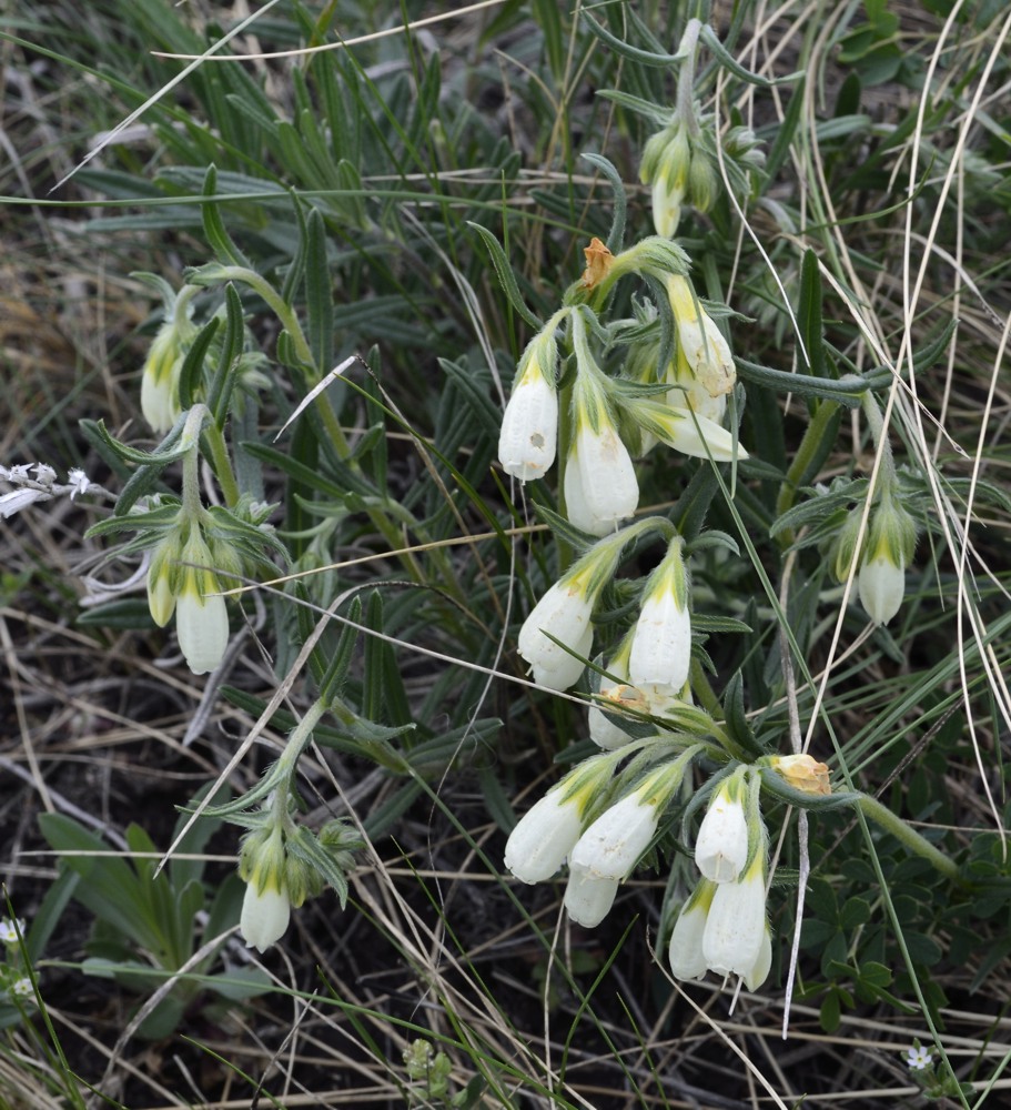 Image of Onosma volgensis specimen.