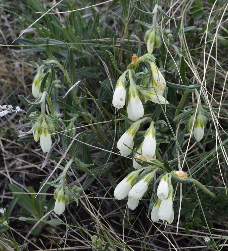 Изображение особи Onosma volgensis.