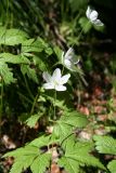 Anemone umbrosa