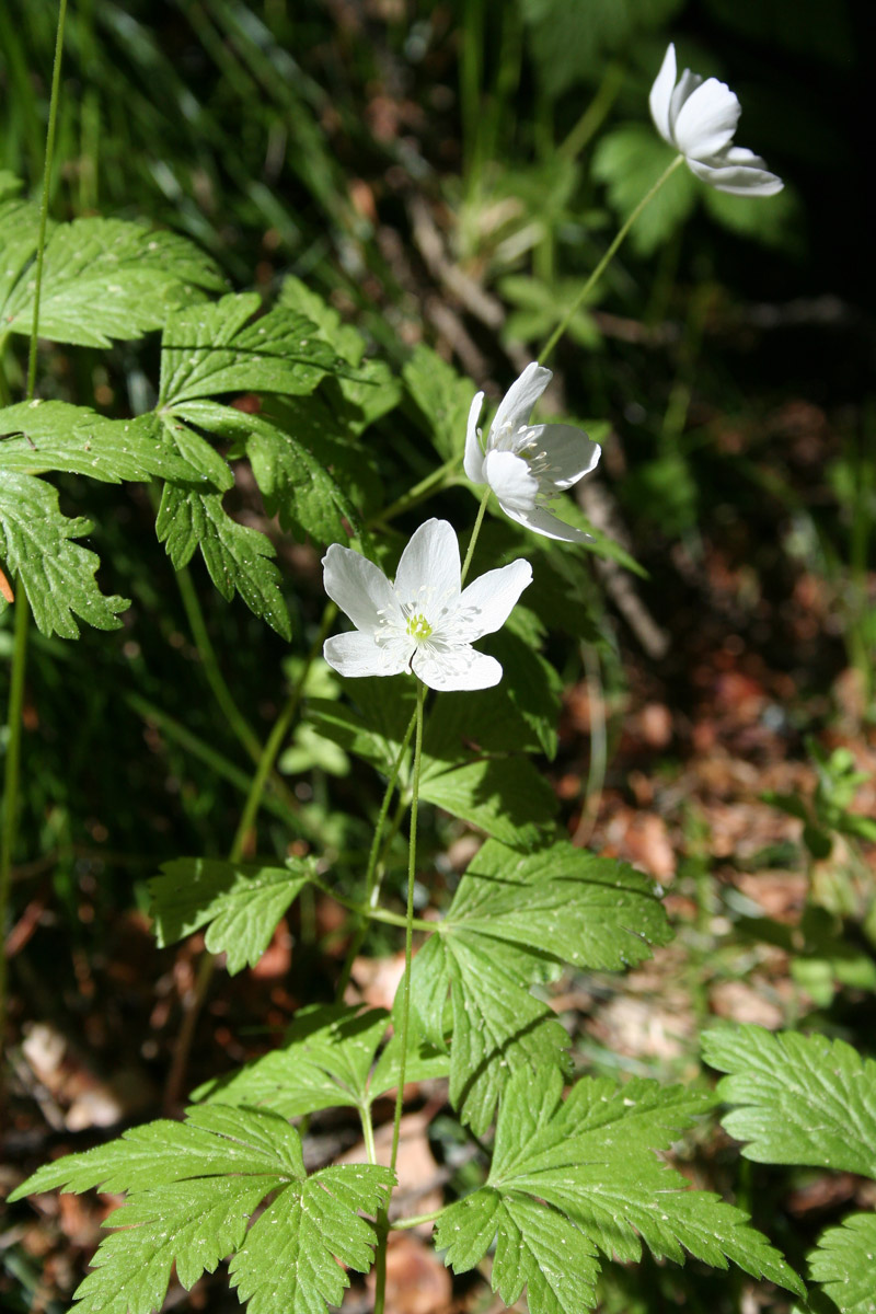 Image of Anemone umbrosa specimen.