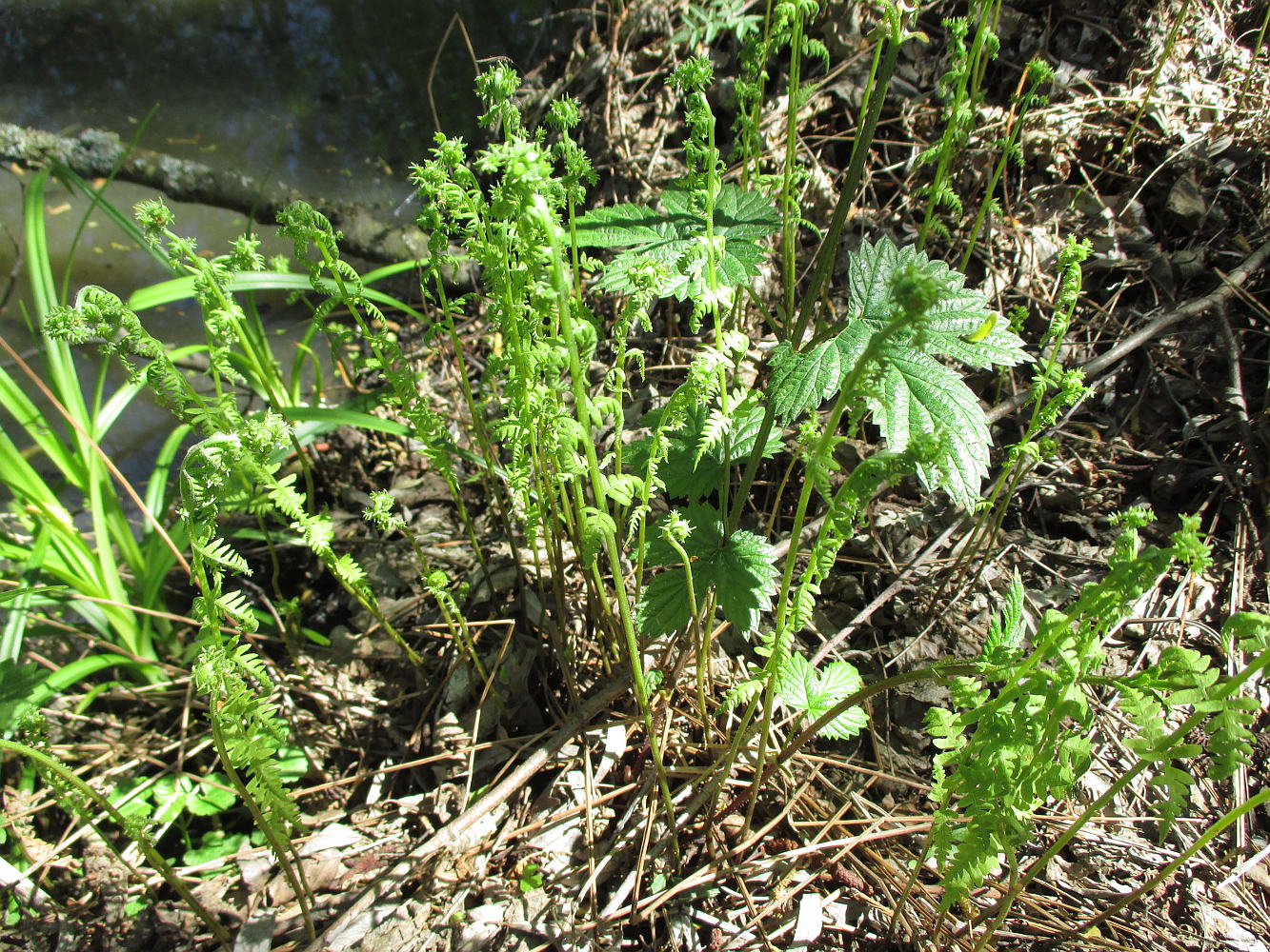 Изображение особи Thelypteris palustris.