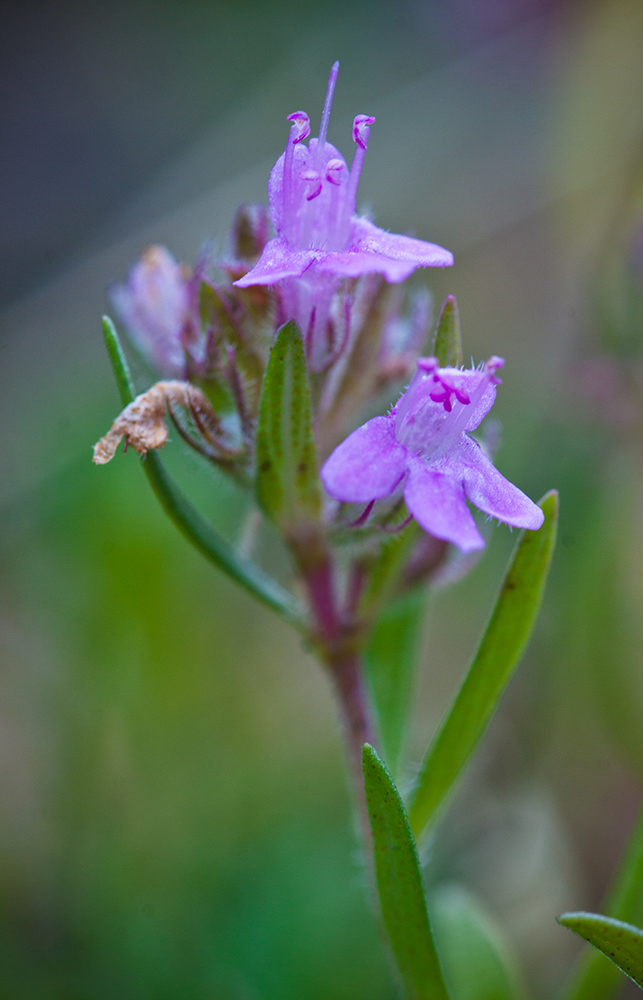 Image of genus Thymus specimen.