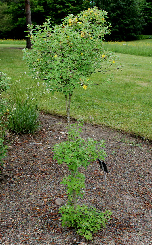 Image of Chamaecytisus ratisbonensis specimen.