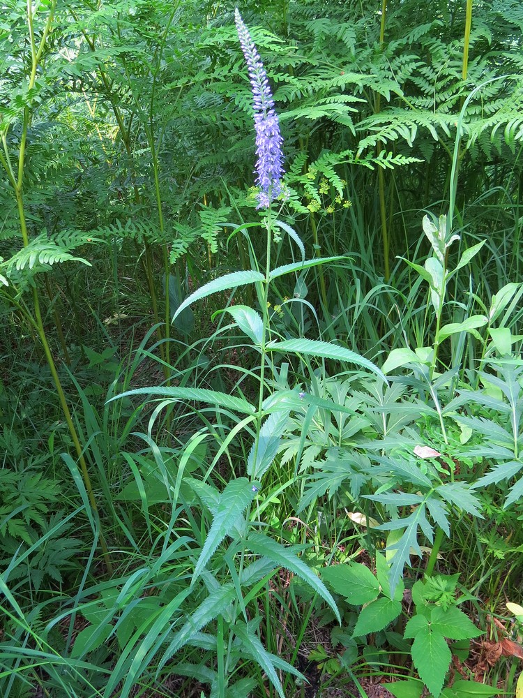 Image of Veronica longifolia specimen.