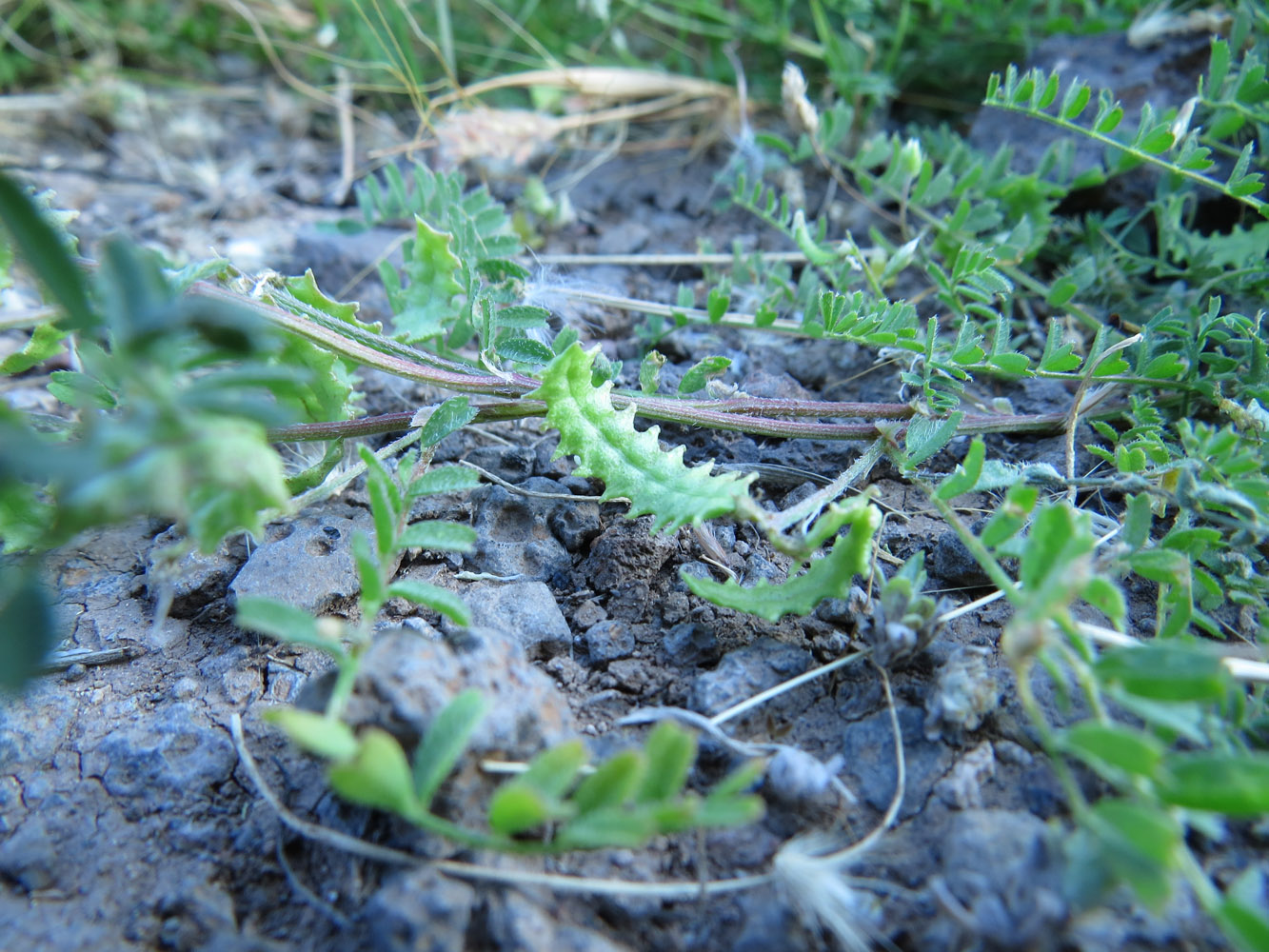 Изображение особи Biserrula pelecinus.