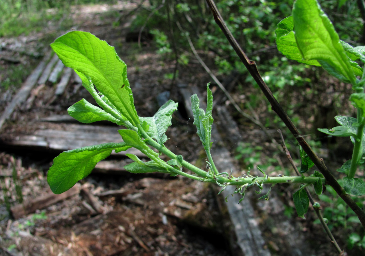 Image of Salix cinerea specimen.