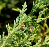 Cupressus × leylandii. Ветка с микростробилами. Германия, г. Дюссельдорф, Ботанический сад университета. 04.05.2014.