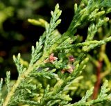 Cupressus × leylandii