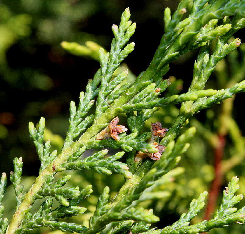 Image of Cupressus &times; leylandii specimen.