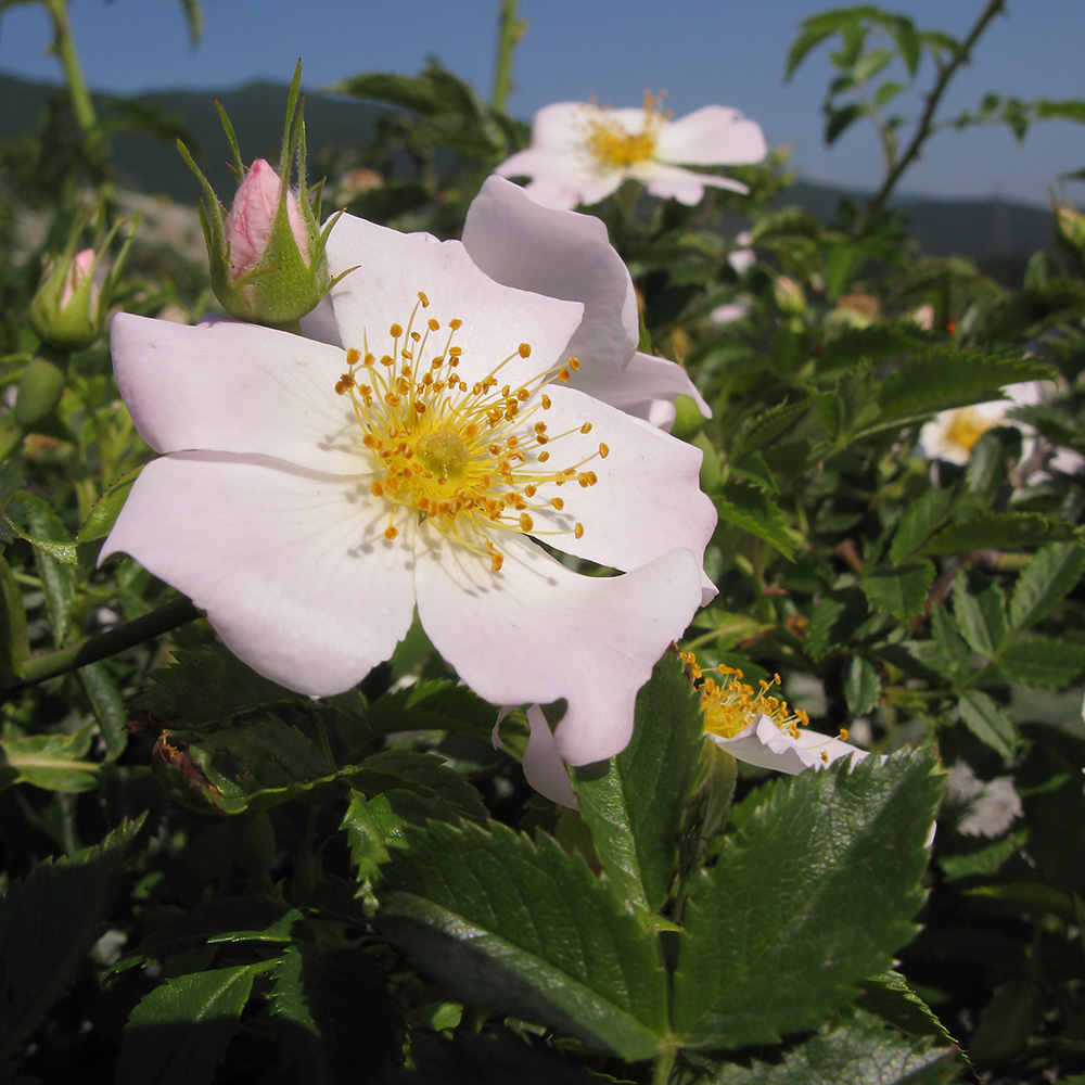 Изображение особи Rosa biebersteiniana.