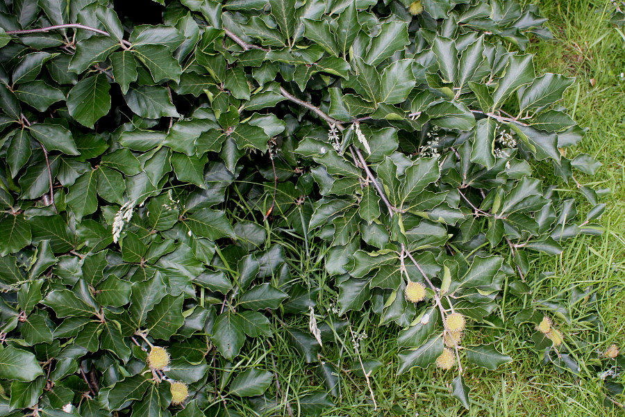 Image of Fagus sylvatica var. pendula specimen.