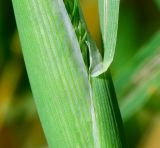 Phalaris paradoxa