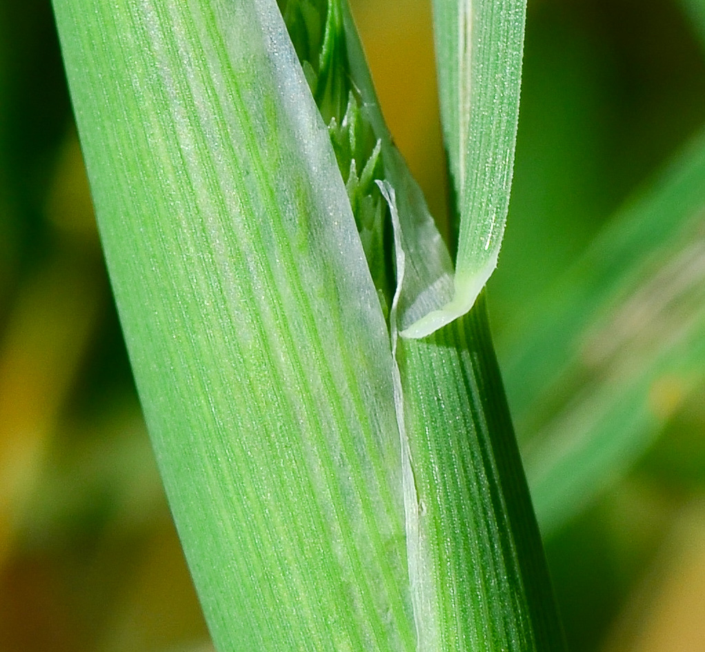 Изображение особи Phalaris paradoxa.