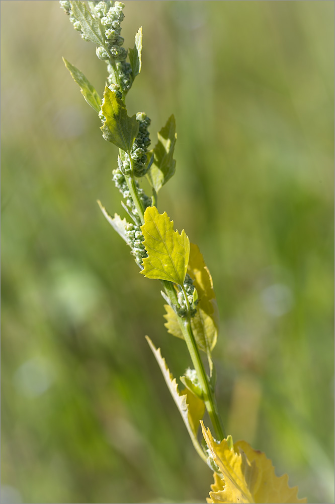 Изображение особи Chenopodium album.