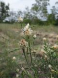 Centaurea appendicata