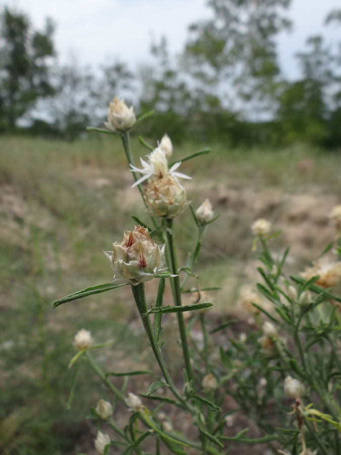 Image of Centaurea appendicata specimen.