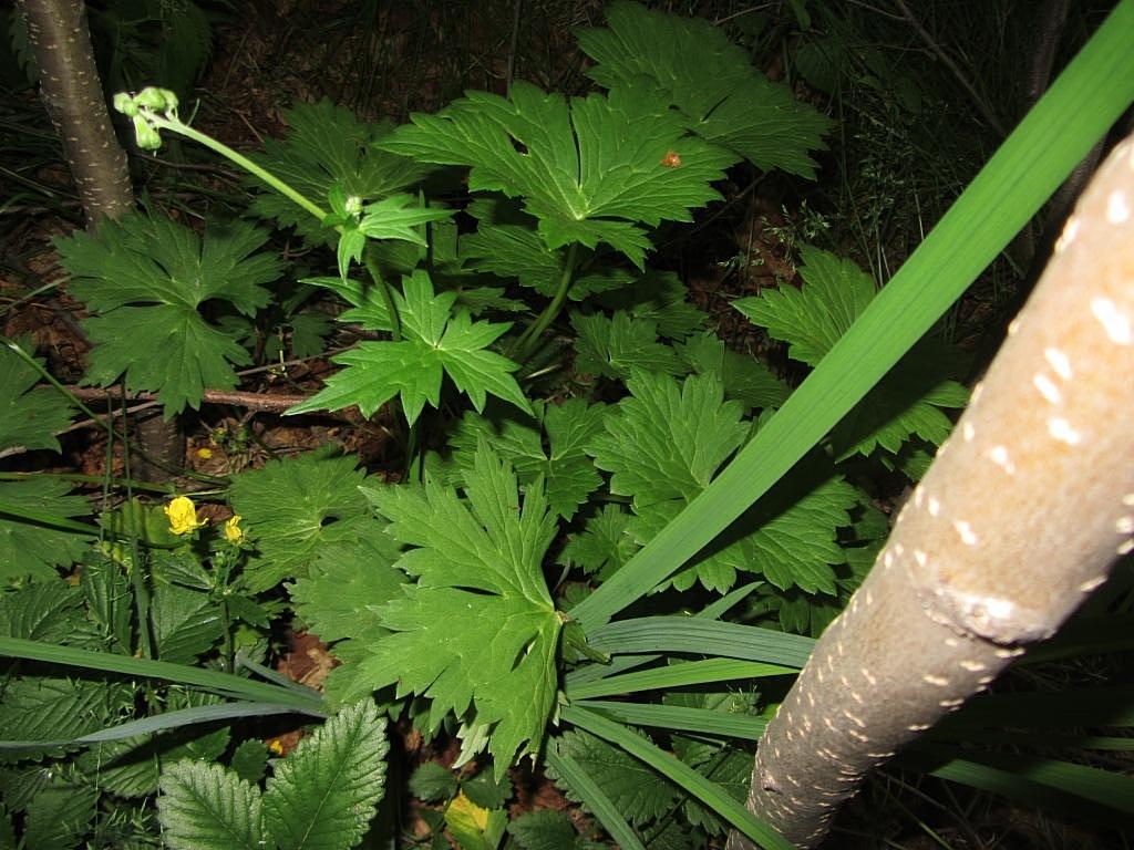 Изображение особи Aconitum umbrosum.