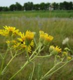 Senecio grandidentatus. Соцветия. Краснодарский край, пойменный луг между станицами Шкуринская и Канеловская. 17.07.2009.