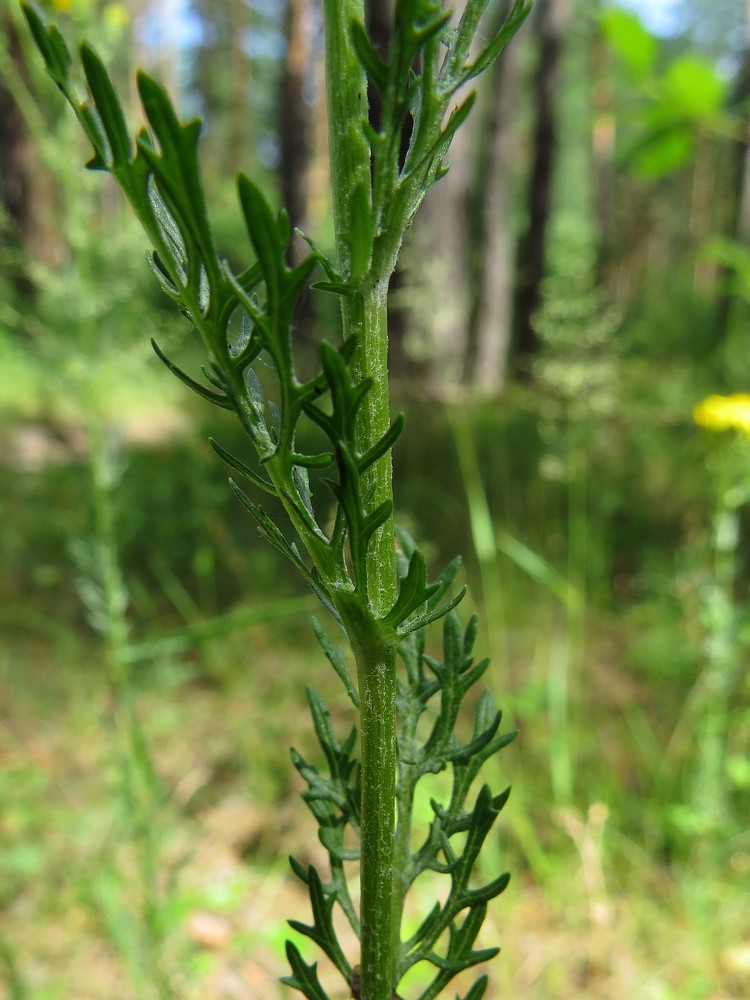 Image of Senecio jacobaea specimen.