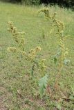 Rumex patientia