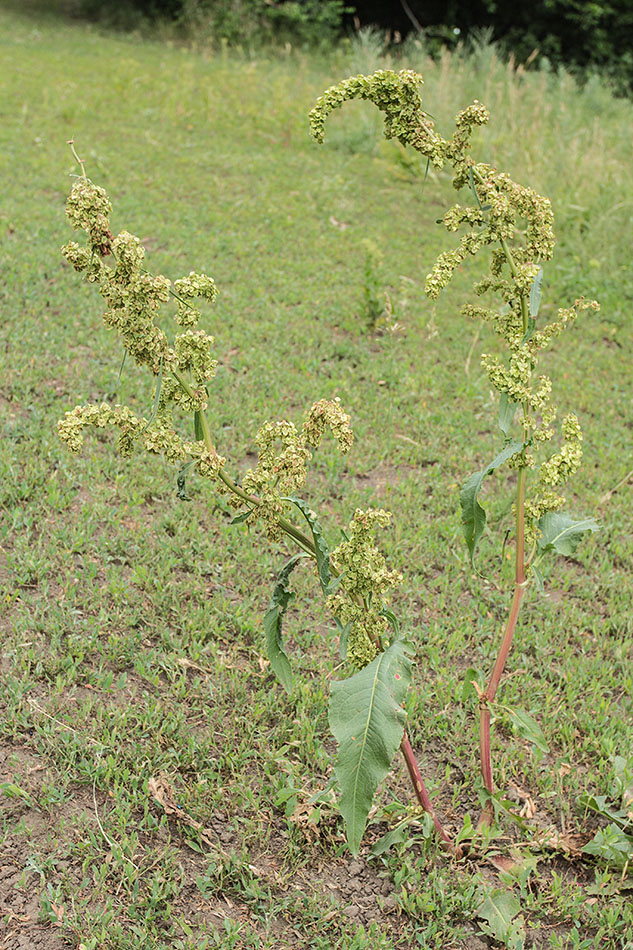 Image of Rumex patientia specimen.