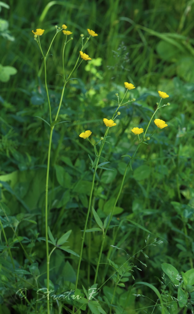 Изображение особи Ranunculus nemorosus.