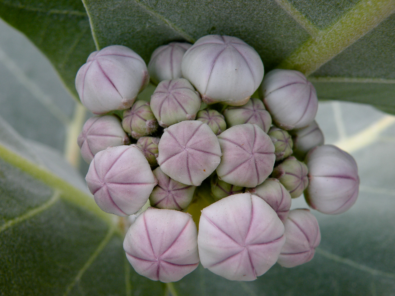 Image of Calotropis procera specimen.